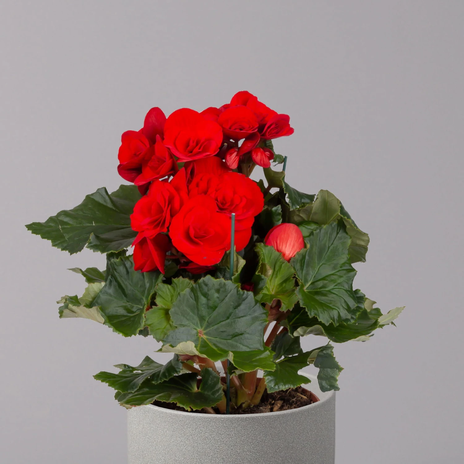 Elatior-Begonie, Topf-Ø 14 Cm, Rot, Höhe Ca. 20-27 Cm, 4er-Set 3 Elatior-Begonie, Topf-Ø 14 Cm, Rot, Höhe Ca. 20-27 Cm, 4er-Set - Image 3