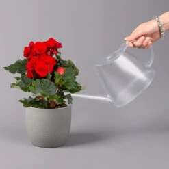 Elatior-Begonie, Topf-Ø 14 Cm, Rot, Höhe Ca. 20-27 Cm, 4er-Set 10 Elatior-Begonie, Topf-Ø 14 Cm, Rot, Höhe Ca. 20-27 Cm, 4er-Set -Compo Verkaufsgeschäft 0210900297 Begonia Elatior rot 42