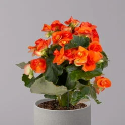 Elatior-Begonie, Topf-Ø 14 Cm, Orange, Höhe Ca. 20-27 Cm, 4er-Set -Compo Verkaufsgeschäft 0210900298 Begonia Elatior orange 32