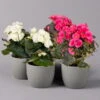 Elatior-Begonie, Topf-Ø 14 Cm, Rosa & Weiß, Höhe Ca. 20-27 Cm, 4er-Set -Compo Verkaufsgeschäft 0210900300 Begonia Elatior weiss rosa2