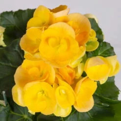 Elatior-Begonie, Topf-Ø 14 Cm, Gelb & Orange, Höhe Ca. 20-27 Cm, 4er-Set -Compo Verkaufsgeschäft 0210900301 Begonia Elatior gelb orange 2