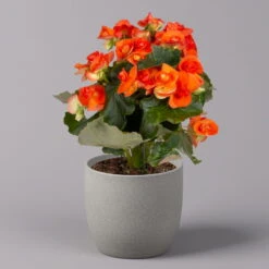 Elatior-Begonie, Topf-Ø 14 Cm, Gelb & Orange, Höhe Ca. 20-27 Cm, 4er-Set -Compo Verkaufsgeschäft 0210900301 Begonia Elatior gelb orange 3