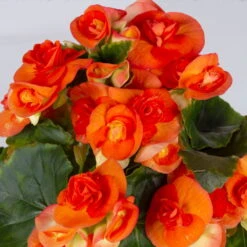 Elatior-Begonie, Topf-Ø 14 Cm, Gelb & Orange, Höhe Ca. 20-27 Cm, 4er-Set -Compo Verkaufsgeschäft 0210900301 Begonia Elatior gelb orange 5