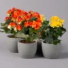 Elatior-Begonie, Topf-Ø 14 Cm, Gelb & Orange, Höhe Ca. 20-27 Cm, 4er-Set -Compo Verkaufsgeschäft 0210900301 Begonia Elatior gelb orange2