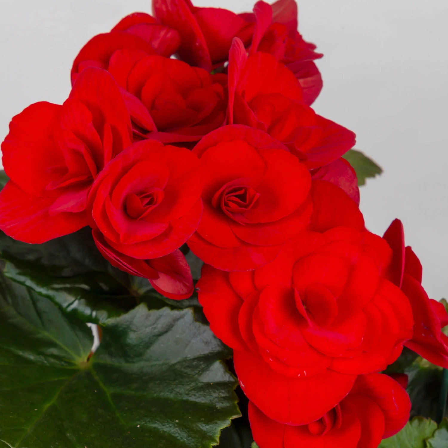 Elatior-Begonie, Topf-Ø 14 Cm, Verschiedene Farben, Höhe Ca. 20-27 Cm, 4er-Set 9 Elatior-Begonie, Topf-Ø 14 Cm, Verschiedene Farben, Höhe Ca. 20-27 Cm, 4er-Set - Image 9