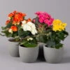 Elatior-Begonie, Topf-Ø 14 Cm, Verschiedene Farben, Höhe Ca. 20-27 Cm, 4er-Set -Compo Verkaufsgeschäft 0210900302 Begonia Elatior Farbe nach Verfuegbarkeit2