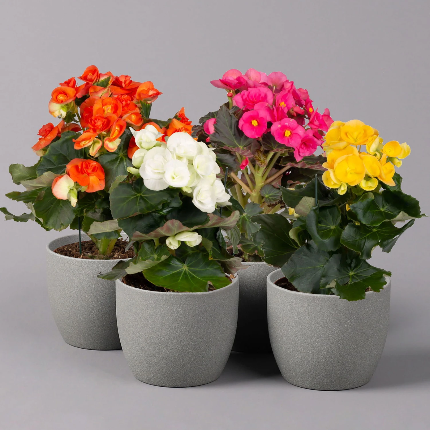 Elatior-Begonie, Topf-Ø 14 Cm, Verschiedene Farben, Höhe Ca. 20-27 Cm, 4er-Set 1 Elatior-Begonie, Topf-Ø 14 Cm, Verschiedene Farben, Höhe Ca. 20-27 Cm, 4er-Set