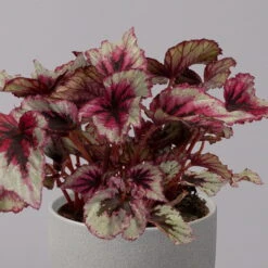 Blattbegonie 'Evening Glow', Topf-Ø 12 Cm, Höhe Ca. 25 Cm, 3er-Set -Compo Verkaufsgeschäft 0210900311 Blattbegonie Evening Glow 3er Set 3