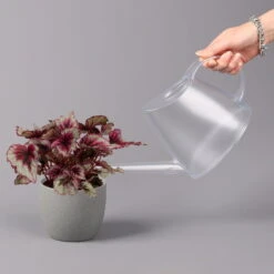 Blattbegonie 'Evening Glow', Topf-Ø 12 Cm, Höhe Ca. 25 Cm, 3er-Set -Compo Verkaufsgeschäft 0210900311 Blattbegonie Evening Glow 3er Set 4