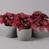 Blattbegonie 'Inca Flame', Topf-Ø 12 Cm, Höhe Ca. 25 Cm, 3er-Set -Compo Verkaufsgeschäft 0210900313 Blattbegonie Inca Flame 3er Set neu 1