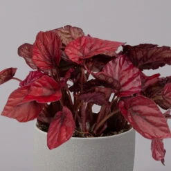 Blattbegonie 'Inca Flame', Topf-Ø 12 Cm, Höhe Ca. 25 Cm, 3er-Set 8 Blattbegonie 'Inca Flame', Topf-Ø 12 Cm, Höhe Ca. 25 Cm, 3er-Set -Compo Verkaufsgeschäft 0210900313 Blattbegonie Inca Flame 3er Set neu 3