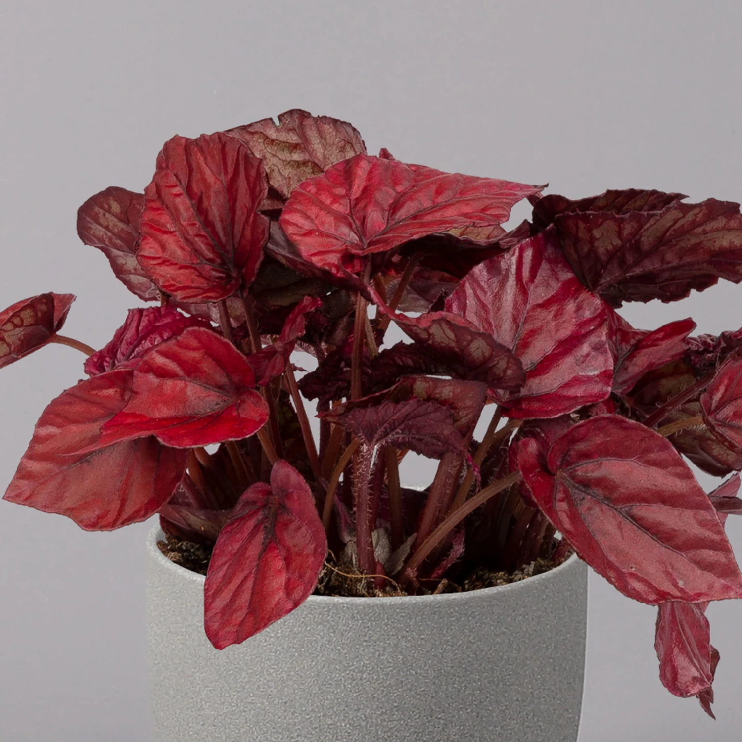 Blattbegonie 'Inca Flame', Topf-Ø 12 Cm, Höhe Ca. 25 Cm, 3er-Set 3 Blattbegonie 'Inca Flame', Topf-Ø 12 Cm, Höhe Ca. 25 Cm, 3er-Set - Image 3