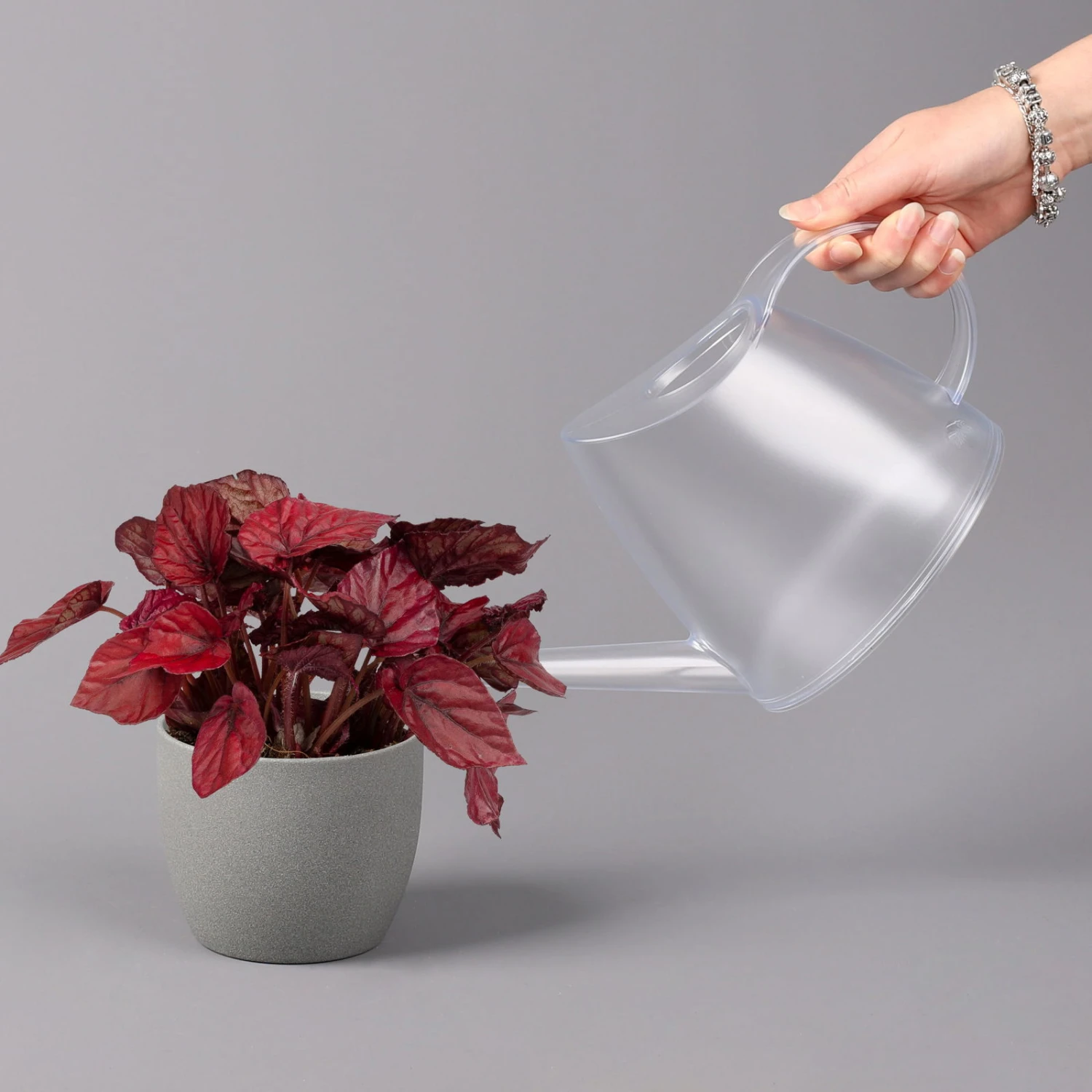 Blattbegonie 'Inca Flame', Topf-Ø 12 Cm, Höhe Ca. 25 Cm, 3er-Set 4 Blattbegonie 'Inca Flame', Topf-Ø 12 Cm, Höhe Ca. 25 Cm, 3er-Set - Image 4