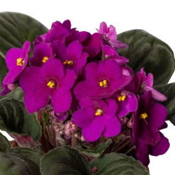 Usambaraveilchen, Rot, Topf-Ø 12 Cm, 6er-Set -Compo Verkaufsgeschäft 0210950106 0210950111 Saintpaulia rot T12cm 6er Set 12 116396