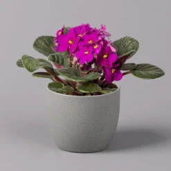 Usambaraveilchen, Rot, Topf-Ø 12 Cm, 6er-Set -Compo Verkaufsgeschäft 0210950106 Saintpaulia rot T12cm H20cm 6erSet1 116393