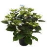 Hortensie Hovaria® 'Elleair Anniversary', Blau, Topf-Ø 14 Cm, Höhe Ca. 35 Cm -Compo Verkaufsgeschäft 0211200161 Hydrangea Hov Elleair Anniversary blau 1