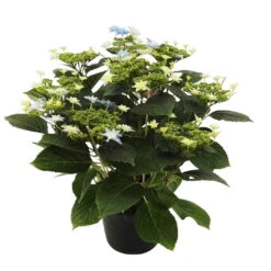 Hortensie Hovaria® 'Elleair Anniversary', Blau, Topf-Ø 14 Cm, Höhe Ca. 35 Cm