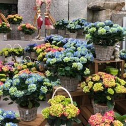 Hortensie 'Early Rosa', Busch, Rosa, Topf-Ø 23 Cm, Höhe Ca. 50 Cm 7 Hortensie 'Early Rosa', Busch, Rosa, Topf-Ø 23 Cm, Höhe Ca. 50 Cm -Compo Verkaufsgeschäft 021130 hydrangea 2