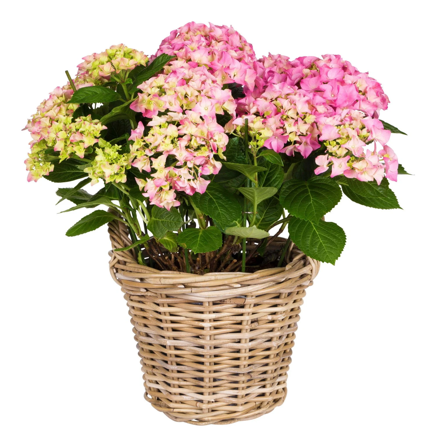 Hortensie 'Early Rosa', Busch, Rosa, Topf-Ø 23 Cm, Höhe Ca. 50 Cm 2 Hortensie 'Early Rosa', Busch, Rosa, Topf-Ø 23 Cm, Höhe Ca. 50 Cm - Image 2