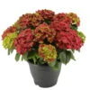 Hortensie 'Leuchtfeuer', Busch, Rot, Topf-Ø 23 Cm, Höhe Ca. 50 Cm 21 Hortensie 'Leuchtfeuer', Busch, Rot, Topf-Ø 23 Cm, Höhe Ca. 50 Cm -Compo Verkaufsgeschäft 0211300122 Hydrangea macr Ballen rot KB Leuchtfeuer 1