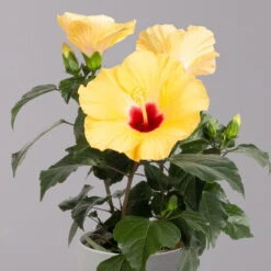 Hibiskus, Gelb, Topf-Ø 13 Cm, Höhe Ca. 35 Cm, 2er-Set -Compo Verkaufsgeschäft 0213100205 Hibiscus gelb 2er Set WS 3