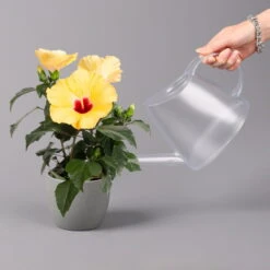 Hibiskus, Gelb, Topf-Ø 13 Cm, Höhe Ca. 35 Cm, 2er-Set -Compo Verkaufsgeschäft 0213100205 Hibiscus gelb 2er Set WS 4