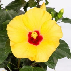 Hibiskus, Gelb, Topf-Ø 13 Cm, Höhe Ca. 35 Cm, 2er-Set -Compo Verkaufsgeschäft 0213100205 Hibiscus gelb 2er Set WS 5