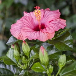 Hibiskus, Rosa, Topf-Ø 13 Cm, Höhe Ca. 35 Cm, 2er-Set -Compo Verkaufsgeschäft 0213100217 0213100218 0213100219 0213100231 0213100232 Hibiscus rosa 1 1