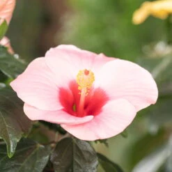 Hibiskus, Rosa, Topf-Ø 13 Cm, Höhe Ca. 35 Cm, 2er-Set -Compo Verkaufsgeschäft 0213100217 0213100218 0213100219 0213100231 0213100232 Hibiscus rosa 2 1