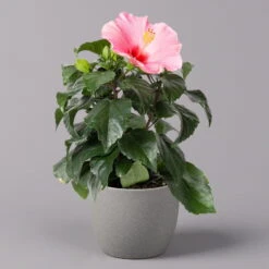 Hibiskus, Rosa, Topf-Ø 13 Cm, Höhe Ca. 35 Cm, 2er-Set -Compo Verkaufsgeschäft 0213100217 Hibiscus rosa 2er Set 2