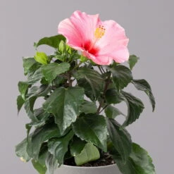 Hibiskus, Rosa, Topf-Ø 13 Cm, Höhe Ca. 35 Cm, 2er-Set -Compo Verkaufsgeschäft 0213100217 Hibiscus rosa 2er Set 3