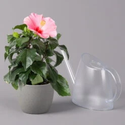 Hibiskus, Rosa, Topf-Ø 13 Cm, Höhe Ca. 35 Cm, 2er-Set -Compo Verkaufsgeschäft 0213100217 Hibiscus rosa 2er Set 4