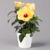 Hibiskus, Gelb, Mit Keramiktopf Dallas Weiß, Topf-Ø 13 Cm, Höhe Ca. 35 Cm -Compo Verkaufsgeschäft 0213100223 Hibiscus gelb mit Topf Dallas weiss 1