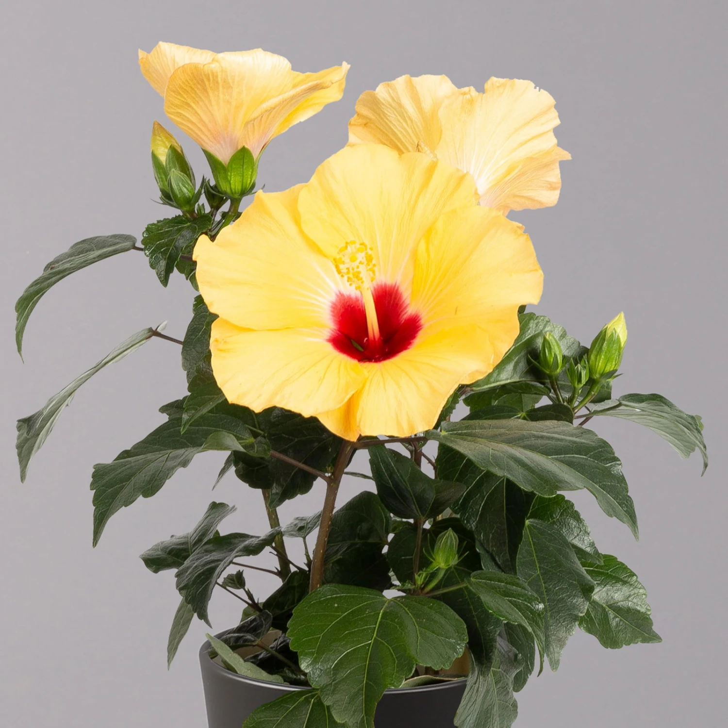 Hibiskus, Gelb, Mit Keramiktopf Dallas Anthrazit, Topf-Ø 13 Cm, Höhe 35 Cm 2 Hibiskus, Gelb, Mit Keramiktopf Dallas Anthrazit, Topf-Ø 13 Cm, Höhe 35 Cm - Image 2