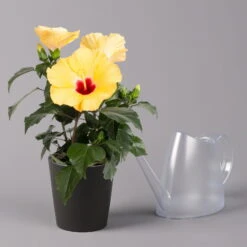 Hibiskus, Gelb, Mit Keramiktopf Dallas Anthrazit, Topf-Ø 13 Cm, Höhe 35 Cm 9 Hibiskus, Gelb, Mit Keramiktopf Dallas Anthrazit, Topf-Ø 13 Cm, Höhe 35 Cm -Compo Verkaufsgeschäft 0213100224 Hibiscus gelb mit Topf Dallas anthrazit 3