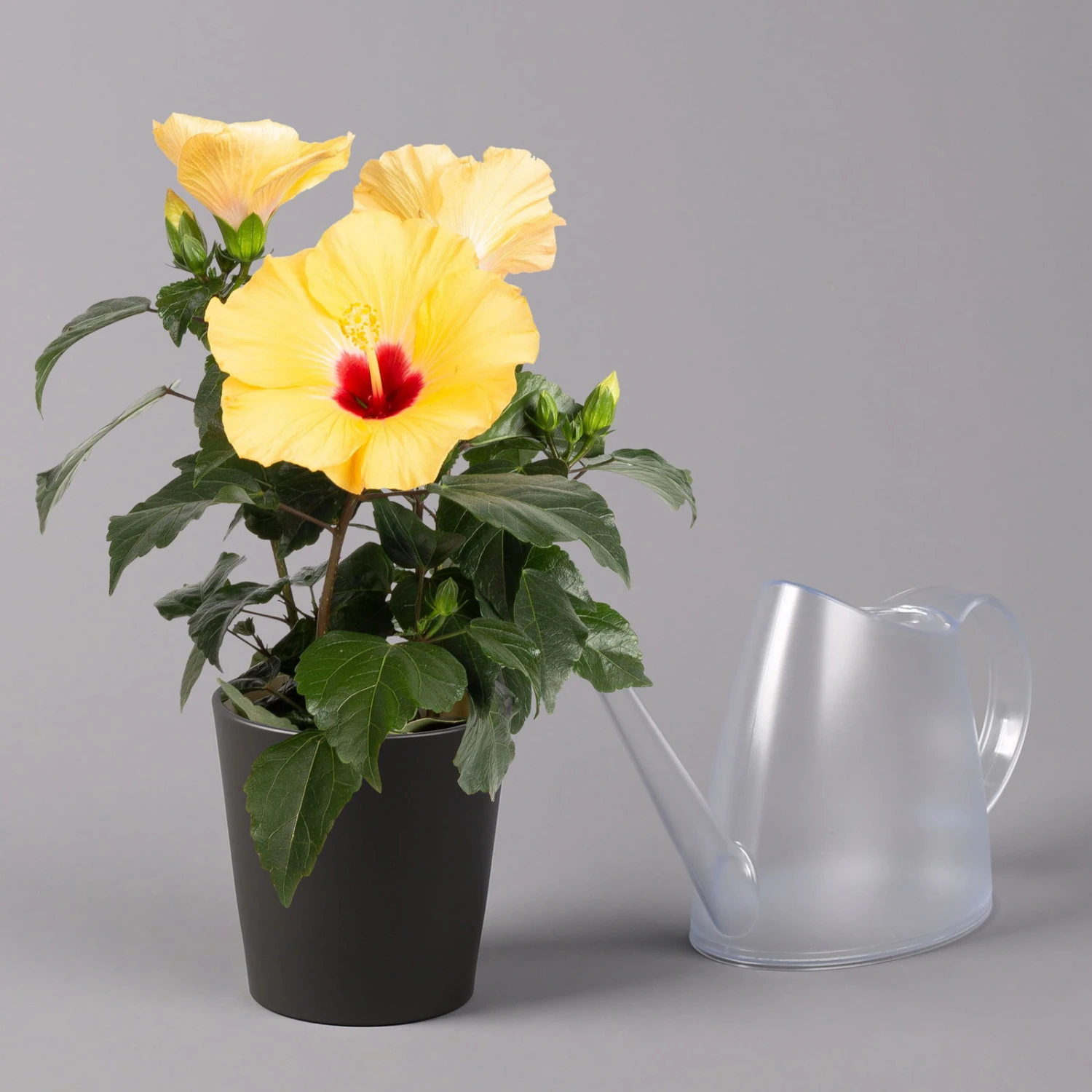 Hibiskus, Gelb, Mit Keramiktopf Dallas Anthrazit, Topf-Ø 13 Cm, Höhe 35 Cm 3 Hibiskus, Gelb, Mit Keramiktopf Dallas Anthrazit, Topf-Ø 13 Cm, Höhe 35 Cm - Image 3