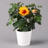 Hibiskus, Graff® 'Petit Orange', Mit Keramiktopf Dallas Weiß, Topf-Ø 13 Cm -Compo Verkaufsgeschäft 0213100227 Hibiscus Petit Orange mit Topf Dallas weiss 1