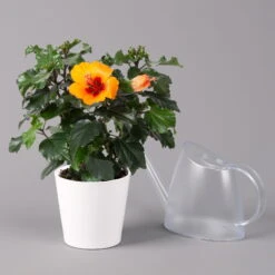 Hibiskus, Graff® 'Petit Orange', Mit Keramiktopf Dallas Weiß, Topf-Ø 13 Cm -Compo Verkaufsgeschäft 0213100227 Hibiscus Petit Orange mit Topf Dallas weiss 3