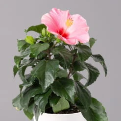 Hibiskus, Rosa, Mit Keramiktopf Dallas Weiß, Topf-Ø 13 Cm, Höhe Ca. 35 Cm -Compo Verkaufsgeschäft 0213100231 Hibiscus rosa mit Topf Dallas weiss 2
