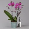 Phalaenopsis Lila, 2 Rispen, Topf-Ø 12 Cm, Höhe Ca. 50 Cm -Compo Verkaufsgeschäft 0215170671 phalaenopsis multi lila 1 122940