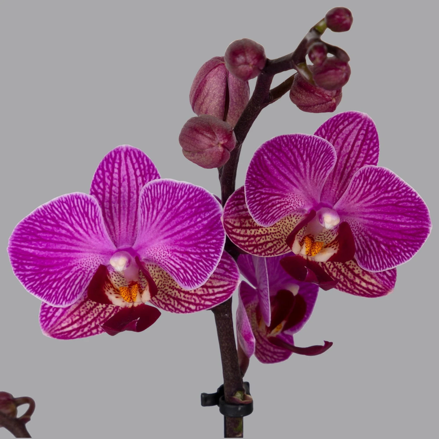 Phalaenopsis Lila, 2 Rispen, Topf-Ø 12 Cm, Höhe Ca. 50 Cm 2 Phalaenopsis Lila, 2 Rispen, Topf-Ø 12 Cm, Höhe Ca. 50 Cm - Image 2