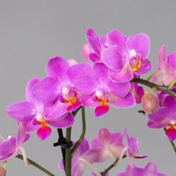 Schmetterlingsorchidee, Inkl. Keramiktopf, Dunkelrosa, Topf-Ø 12 Cm, Höhe 50 Cm -Compo Verkaufsgeschäft 0215170803 multi dark pink merina 2 124048