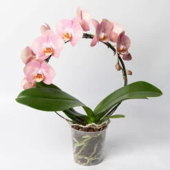 Neue Veröffentlichungen -Compo Verkaufsgeschäft 0215250519 Phalaenopsis Moon rosa T12 1 117182
