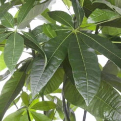 Glückskastanie, Topf-Ø 27 Cm, Höhe Ca. 150 Cm -Compo Verkaufsgeschäft 022010 glueckskastanie pachira aquatica 1