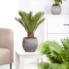 Palmfarn, Topf-Ø 24 Cm, Höhe Ca. 70-90 Cm -Compo Verkaufsgeschäft 0220100596 Cycas Revoluta1