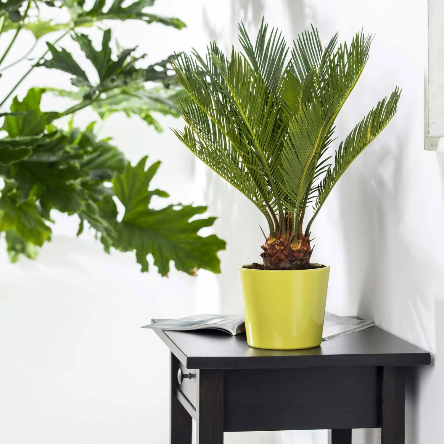 Palmfarn, Topf-Ø 24 Cm, Höhe Ca. 70-90 Cm 4 Palmfarn, Topf-Ø 24 Cm, Höhe Ca. 70-90 Cm - Image 4