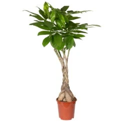 Glückskastanie, Topf-Ø 21 Cm, Höhe Ca. 100 Cm 11 Glückskastanie, Topf-Ø 21 Cm, Höhe Ca. 100 Cm -Compo Verkaufsgeschäft 0220106860 Pachira aquatica gefl Stamm 2