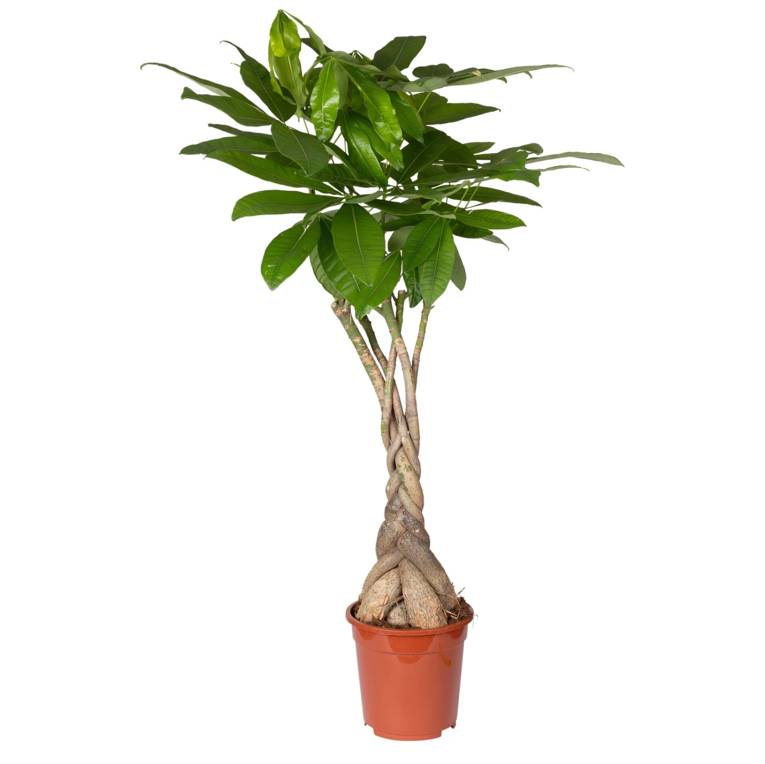 Glückskastanie, Topf-Ø 21 Cm, Höhe Ca. 100 Cm 4 Glückskastanie, Topf-Ø 21 Cm, Höhe Ca. 100 Cm - Image 4