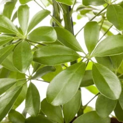 Schefflera Arboricola 'Nora', Topf-Ø 21 Cm, Höhe Ca. 55 Cm -Compo Verkaufsgeschäft 0220106951 Schefflera arbor Nora