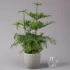 Zimmertanne, 3er Tuff, Topf-Ø 27 Cm, Höhe Ca. 100 Cm -Compo Verkaufsgeschäft 0220107287 Araucaria heterophylla T27cm H100cm1 116538